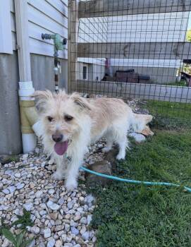 Terrier Dogs Available for Adoption in Lincoln University, Pennsylvania - Katie | PetCurious