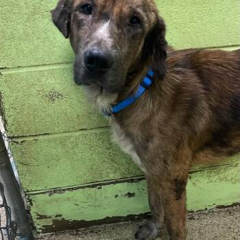 Doc -  Shepherd Dog for Adoption in Fort Payne, Alabama - Doc | PetCurious