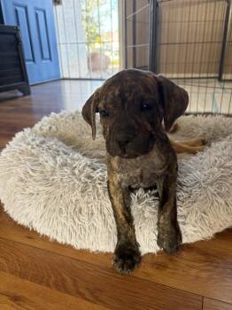 Henry -  Plott Hound Dog for Adoption in Las Vegas, Nevada - Henry | PetCurious