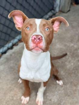 Goldfinch -  Pit Bull Terrier Dog for Adoption in Chicago, Illinois - Goldfinch | PetCurious
