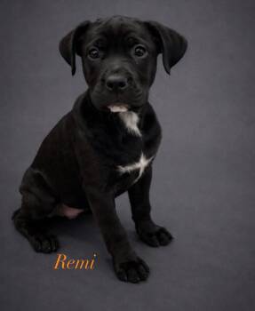 Mixed Breed Dogs Available for Adoption - Remi | PetCurious