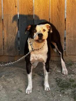 Staffordshire Bull Terrier Dogs Available for Adoption in Houston, Texas - A655749 | PetCurious