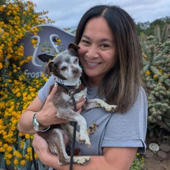 Chihuahua Dogs Available for Adoption in Ramona, California - Gertrude | PetCurious