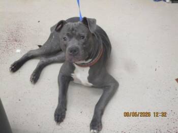Orion(26) -  Pit Bull Terrier Dog for Adoption in Marietta, Georgia - Orion(26) | PetCurious