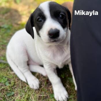 Beagle and Dachshund Dogs Available for Adoption in Bardonia, New York - Mikayla | PetCurious