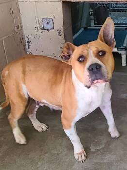 Pit Bull Terrier Dogs Available for Adoption in Swainsboro, Georgia - Artemis | PetCurious