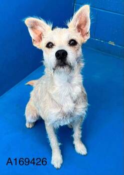 Comeback Kid -  Terrier and Mixed Breed Dog for Adoption in Calgary, Alberta - Comeback Kid | PetCurious