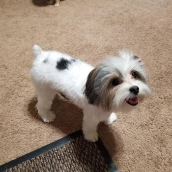 Rescue Yorkshire Terrier Dogs for Adoption in Houston, Texas - Piper Rose (Killeen TX) | PetCurious