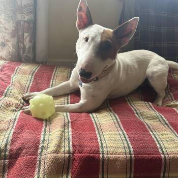 Bull Terrier Dogs Available for Adoption in Sammamish, Washington - Junie | PetCurious