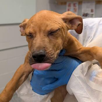 Chess -  Mixed Breed Dog for Adoption in Greenville, South Carolina - Chess | PetCurious
