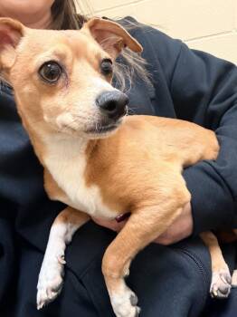 Chihuahua Dogs Available for Adoption - Bo 26D-036 | PetCurious