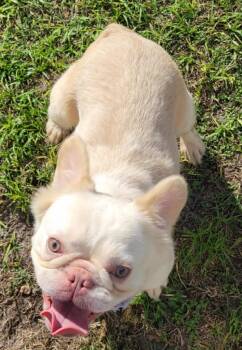 French Bulldog Dogs Available for Adoption - Floofels | PetCurious