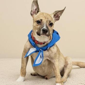 Chihuahua Dogs Available for Adoption in Shelby, North Carolina - Snoop | PetCurious