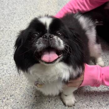 Junior Mint -  Japanese Chin and Pekingese Dog for Adoption in Scituate, Massachusetts - Junior Mint | PetCurious