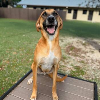 Carrot -  Anatolian Shepherd and Mixed Breed Dog for Adoption in Loxahatchee Groves, Florida - Carrot | PetCurious