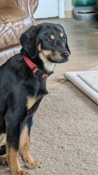 Labrador Retriever Dogs Available for Adoption - Penny Pup | PetCurious