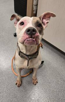 Pit Bull Terrier Dogs Available for Adoption - Polka Yrly 34 | PetCurious