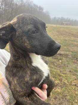 Jack Russell Terrier and Shepherd Dogs Available for Adoption - SRV Vanuatu : Chad | PetCurious