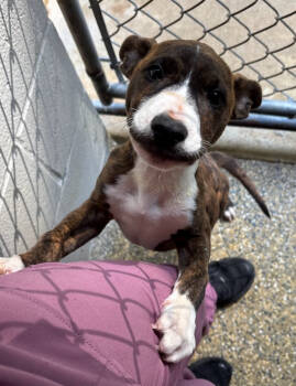 Rescue Mountain Cur and Pit Bull Terrier Dogs for Adoption in Ocean Township, New Jersey - Nix - Nice Pup! | PetCurious