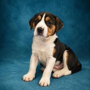 Labrador Retriever and Hound Dogs Available for Adoption in Heber Springs, Arkansas - Fisher | PetCurious