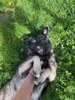 Keeshond and German Shepherd Dog Dogs Available for Adoption in North Vancouver, British Columbia - Mukwa | PetCurious