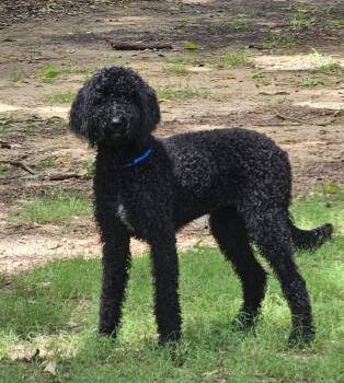 Inky -  Poodle and Labrador Retriever Dog for Adoption in Southaven, Mississippi - Inky | PetCurious