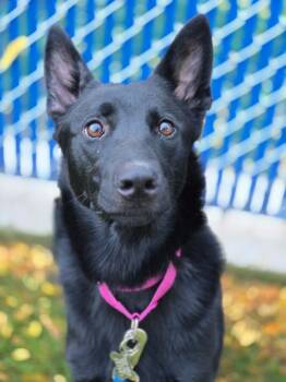 Olive -  Shepherd Dog for Adoption in Kennewick, Washington - Olive | PetCurious