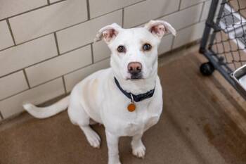 Rose -  Labrador Retriever and Mixed Breed Dog for Adoption in Golden Valley, Minnesota - Rose | PetCurious