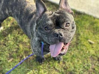 French Bulldog Dogs Available for Adoption - Tango | PetCurious