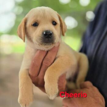 Cheerio -  Mixed Breed Dog for Adoption in Madison, Wisconsin - Cheerio | PetCurious