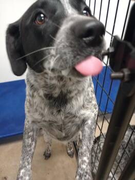 Rescue Australian Cattle Dog Blue Heeler and Labrador Retriever Dogs for Adoption in Blue Earth, Minnesota - Oreo | PetCurious