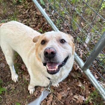 Forest -  Labrador Retriever and Cattle Dog Dog for Adoption in Brockton, Massachusetts - Forest | PetCurious