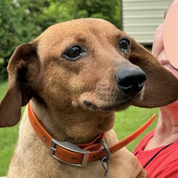Ginger -  Dachshund Dog for Adoption in Andover, Massachusetts - Ginger | PetCurious