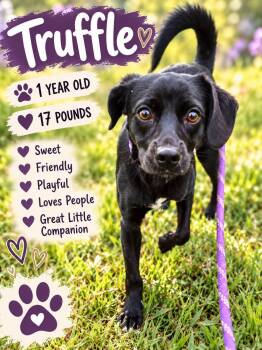 Truffle -  Terrier Dog for Adoption in Fort Worth, Texas - Truffle | PetCurious