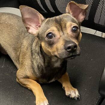 Mixed Breed Dogs Available for Adoption - Max | PetCurious