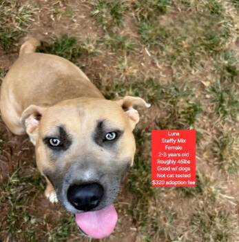 Rescue Staffordshire Bull Terrier Dogs for Adoption in Oviedo, Florida - Luna | PetCurious