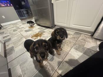 Dachshund and Beagle Dogs Available for Adoption - Ruth | PetCurious