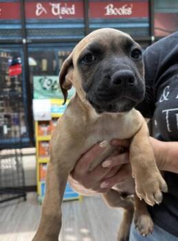 Greg -  Terrier and Pit Bull Terrier Dog for Adoption in Elyria, Ohio - Greg | PetCurious