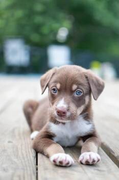 Dain -  Husky Dog for Adoption in Germantown, Ohio - Dain | PetCurious