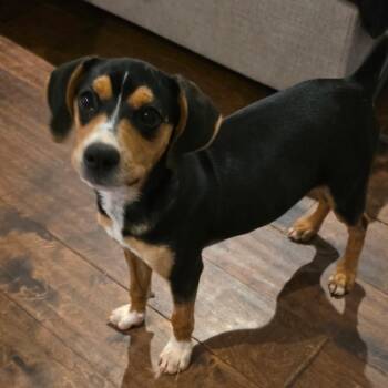 Thrifty -  Mixed Breed Dog for Adoption in Brownsboro, Alabama - Thrifty | PetCurious