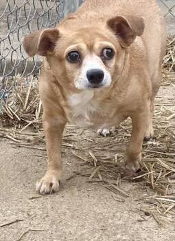Chihuahua Dogs Available for Adoption in Glasgow, Kentucky - Duchess | PetCurious