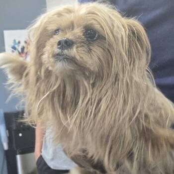 Cher -  Terrier Dog for Adoption in Newark, New Jersey - Cher | PetCurious