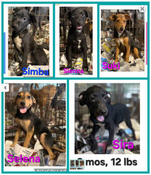 Rescue Feist Dogs for Adoption in Virginia Beach, Virginia - Simba | PetCurious