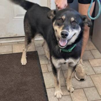 Atlas -  German Shepherd Dog Dog for Adoption in Hollister, Missouri - Atlas | PetCurious