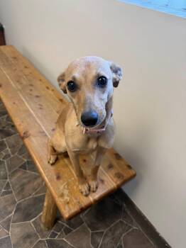 Terrier Dogs Available for Adoption in Sterling Heights, Michigan - Granite | PetCurious