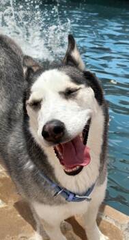 Sasha -  Husky Dog for Adoption in Kingman, Arizona - Sasha | PetCurious