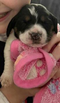 Beagle Dogs Available for Adoption - Minnie (AL) | PetCurious