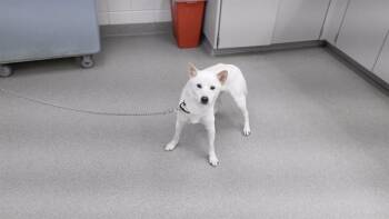 Shiba Inu and Mixed Breed Dogs Available for Adoption - TURMERIC | PetCurious