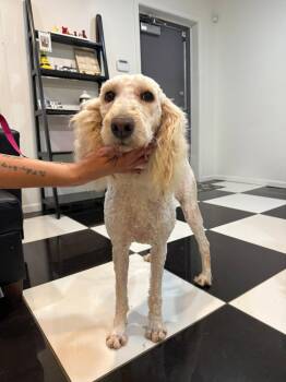 Cammie -  Standard Poodle Dog for Adoption in Blue Springs, Missouri - Cammie | PetCurious