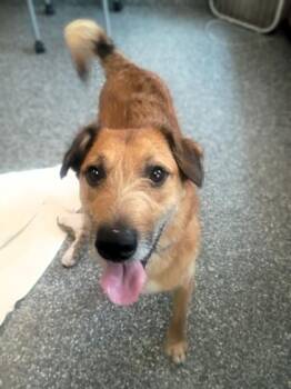 Porridge -  Shepherd and Terrier Dog for Adoption in Westland, Michigan - Porridge | PetCurious